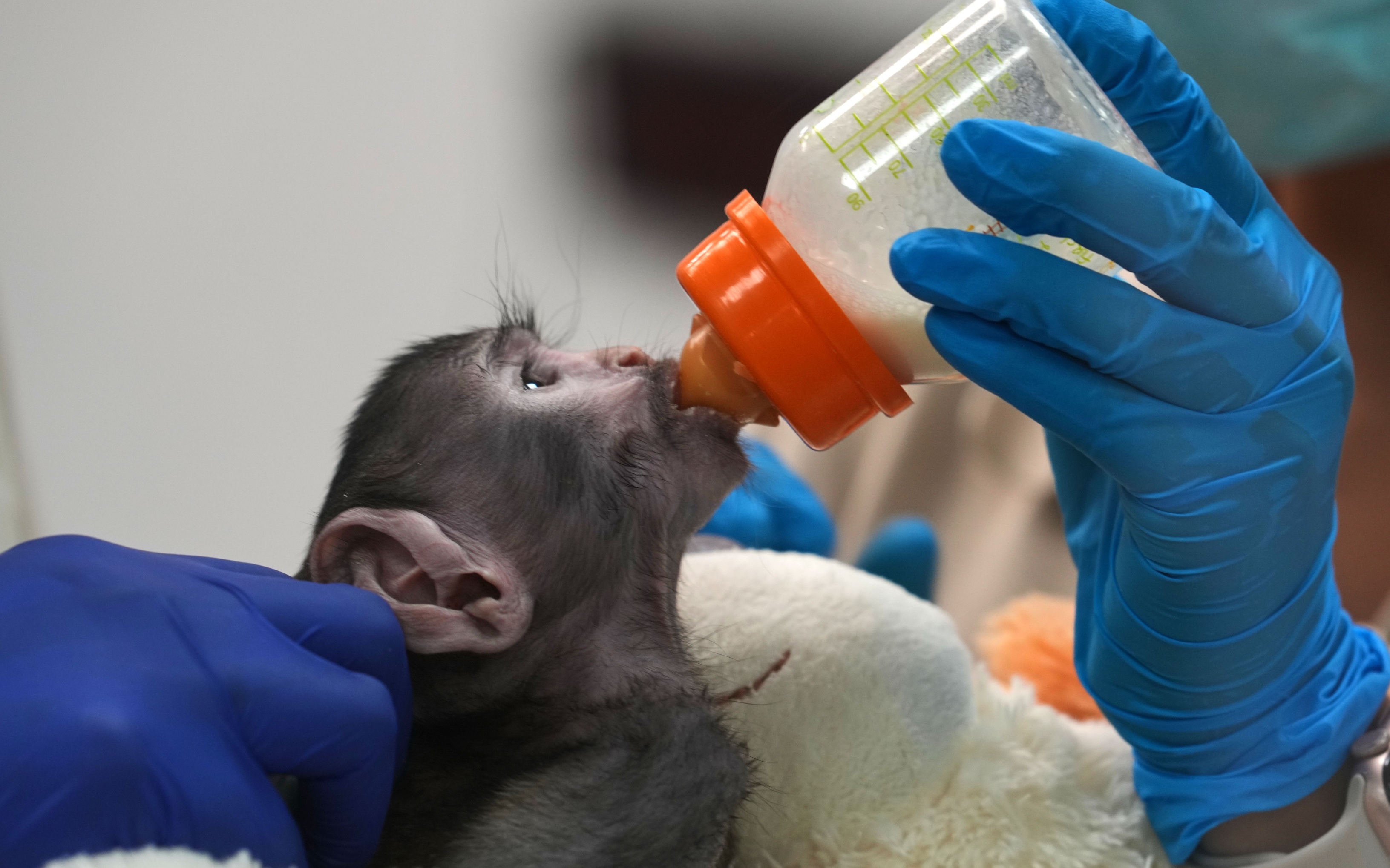 Мягкие игрушки заменили мать детенышу обезьяны Юдзи из мексиканского зоопарка