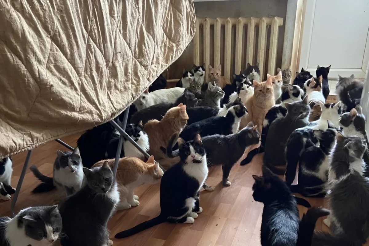 Женщина поссорилась с соседями и в отместку завела больше 200 кошек