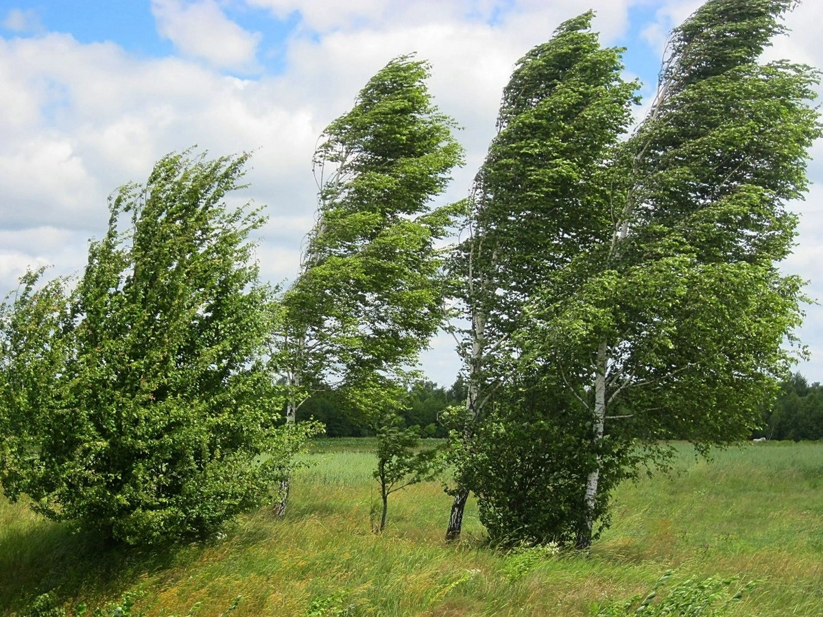 
МЧС: При сильном ветре следует держаться подальше от зданий и рекламных щитов
