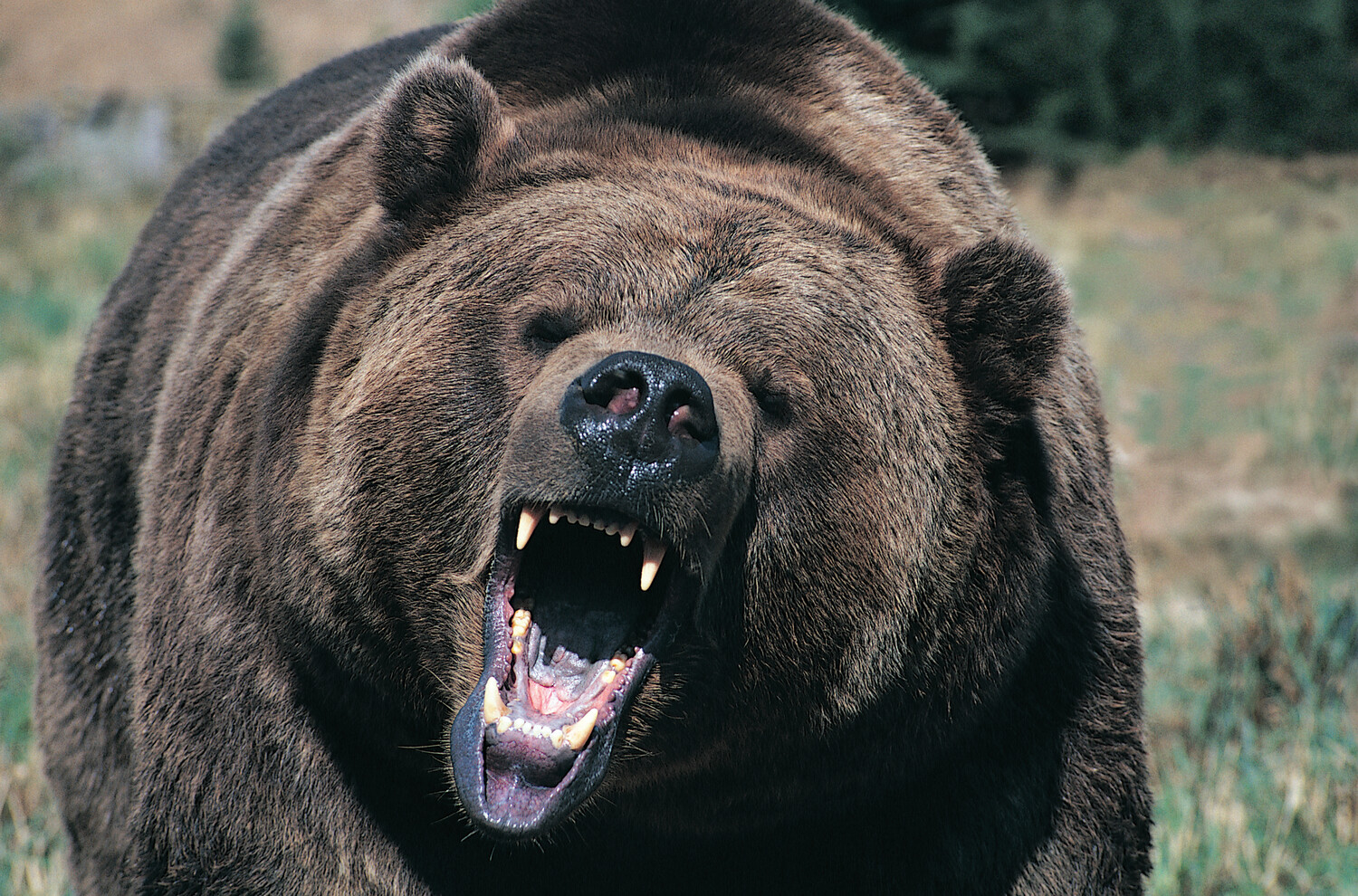 На военной базе на Аляске медведь ранил двух военнослужащих США