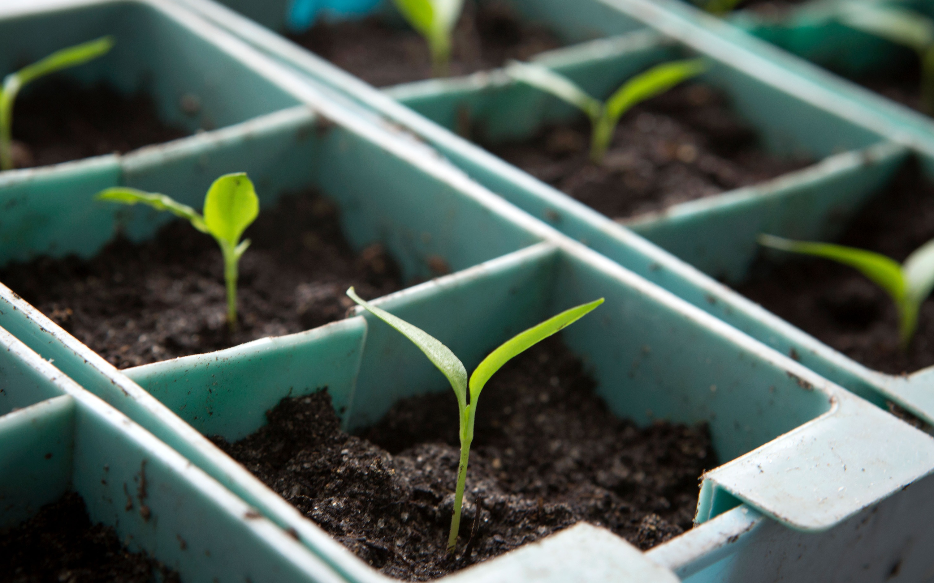 Агрономический эксперимент на Урале: школьники получили "огуртык" и "томатофель"