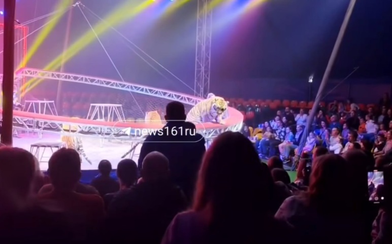 Тигр оказался в зрительном зале во время выступления в Ростове-на-Дону
