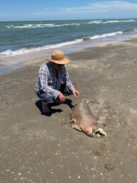 
В чем причина массовой гибели каспийских тюленей?