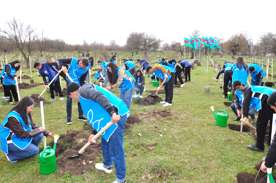 
В селе Шахдаг Гядабейского района высажено более 6500 саженцев