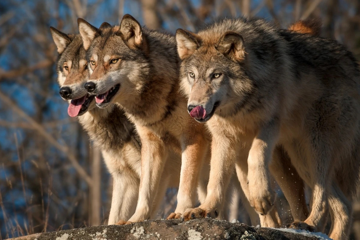 
В Имишли стая волков напала на ферму