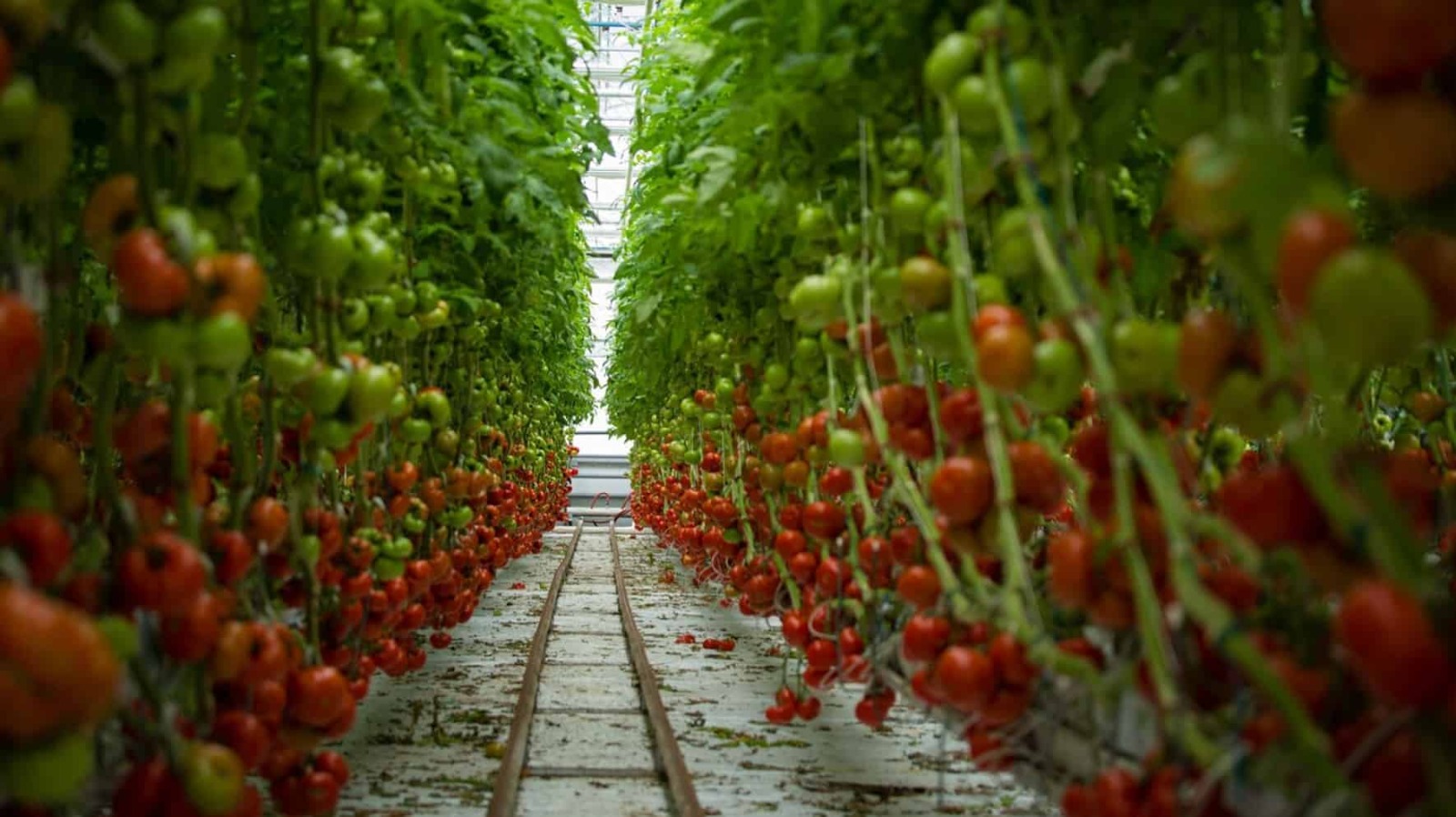 Витамины станут доступнее