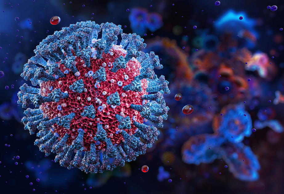 Ученые обнаружили новый механизм проникновения коронавирусов в клетки