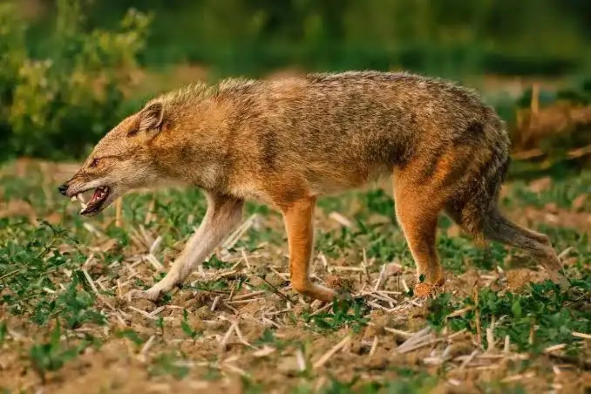 В Уджаре шакал покусал людей
