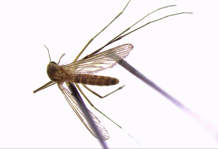 Опасный комар продвигается на север Швеции