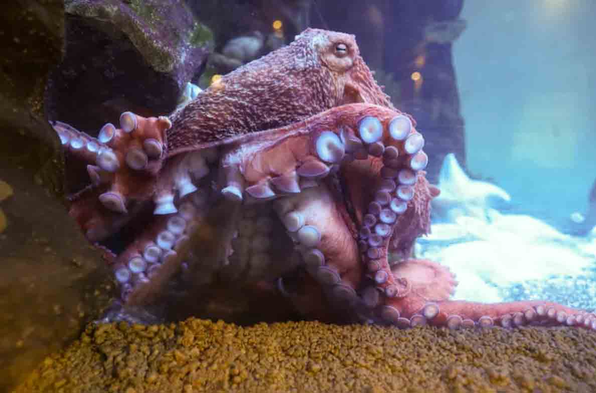 В Японии изучили останки древних гигантских осьминогов