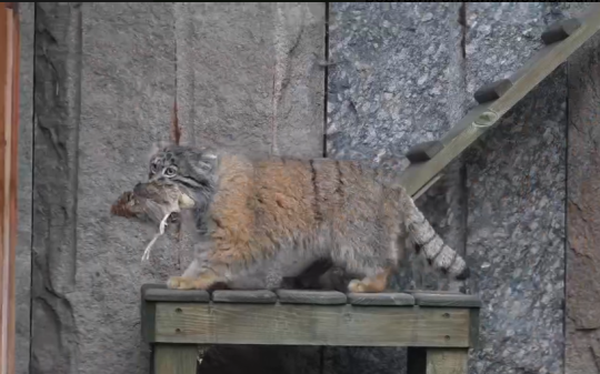 На День манула в Московском зоопарке Тимофею подарили перепелку