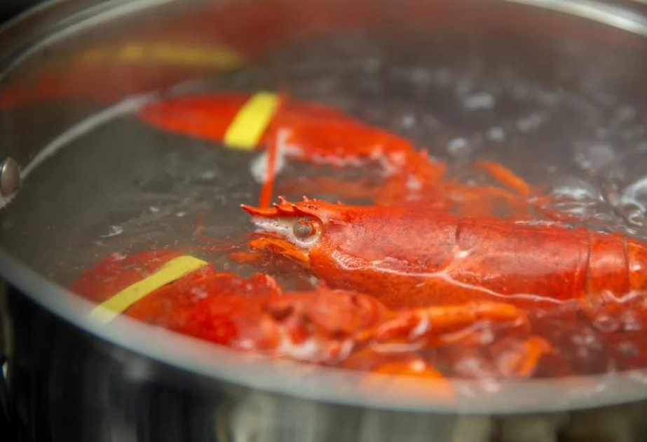 
Исследование: омары чувствуют боль при варке заживо