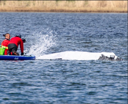 &laquo;Подушка безопасности&raquo;