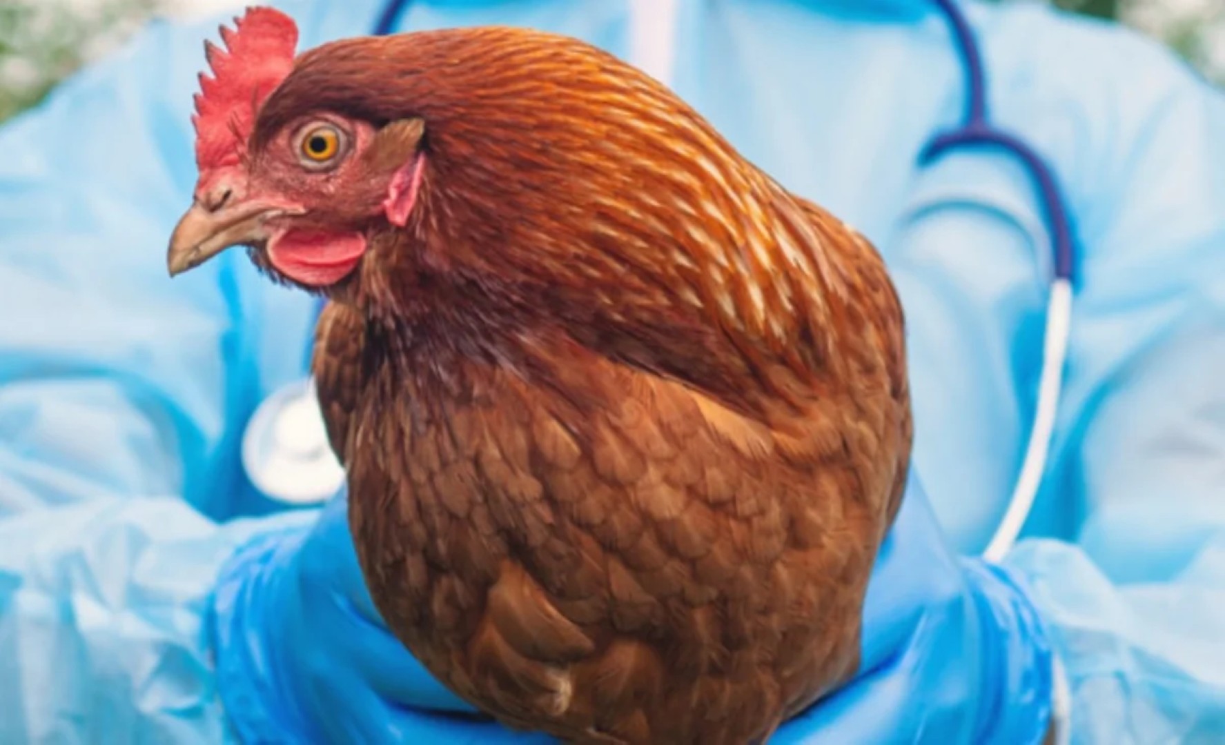 
АПБА сообщило об отсутствии птичьего гриппа и болезни Ньюкасла в Азербайджане