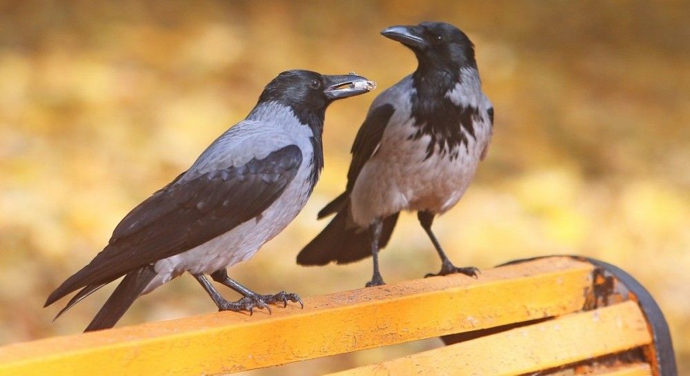 Экспансия ворон 
