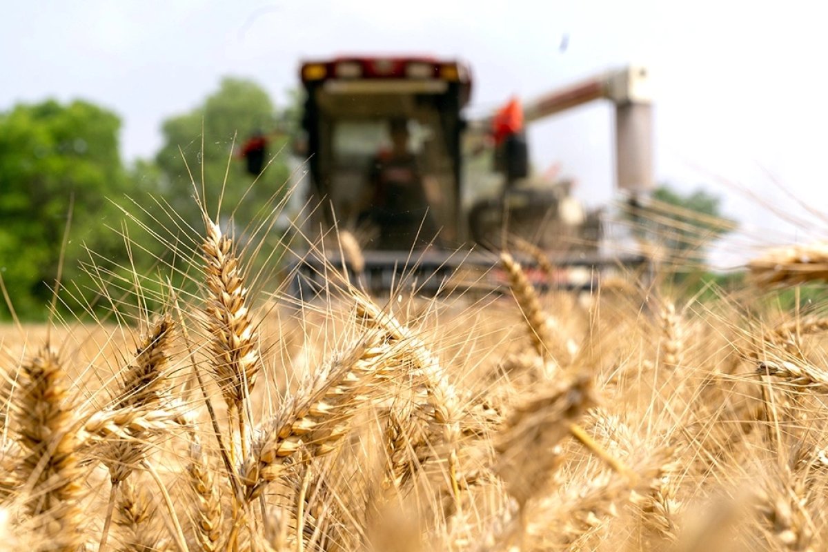 Мировой урожай под угрозой