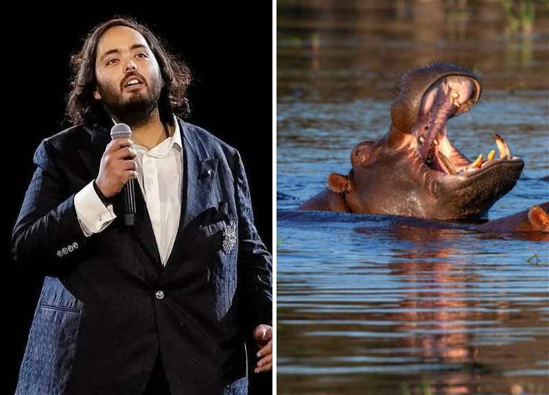 Сын индийского миллиардера Амбани призвал Колумбию отдать ему бегемотов Эскобара