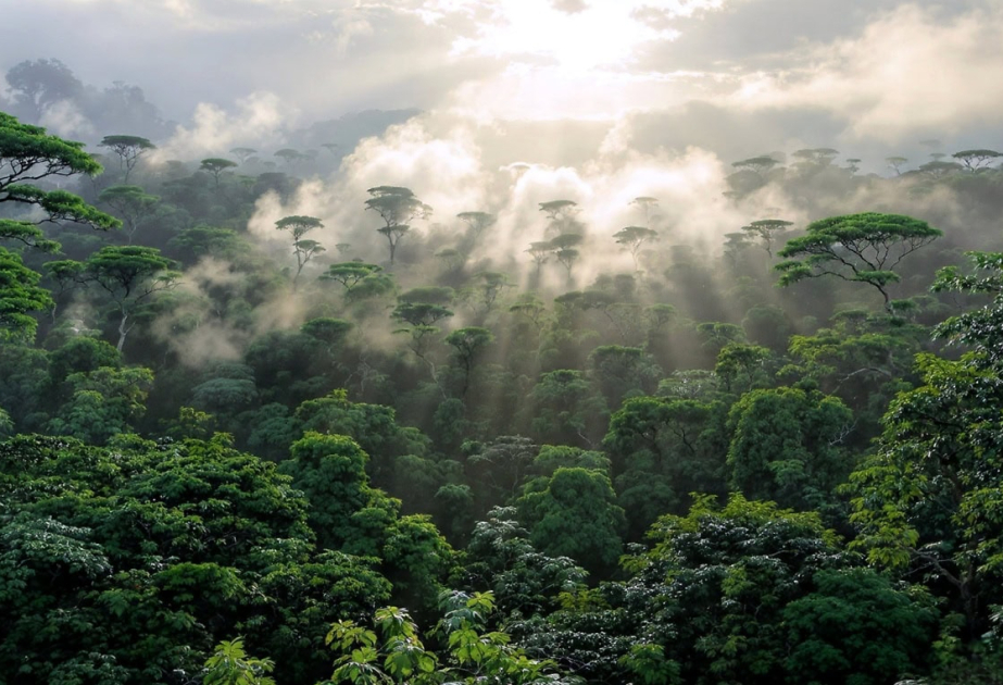 
Темпы исчезновения тропических лесов замедляются после рекордного года