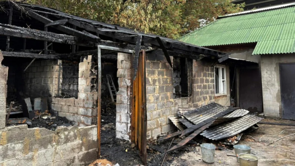 В России при пожаре в питомнике погибло 200 чихуахуа