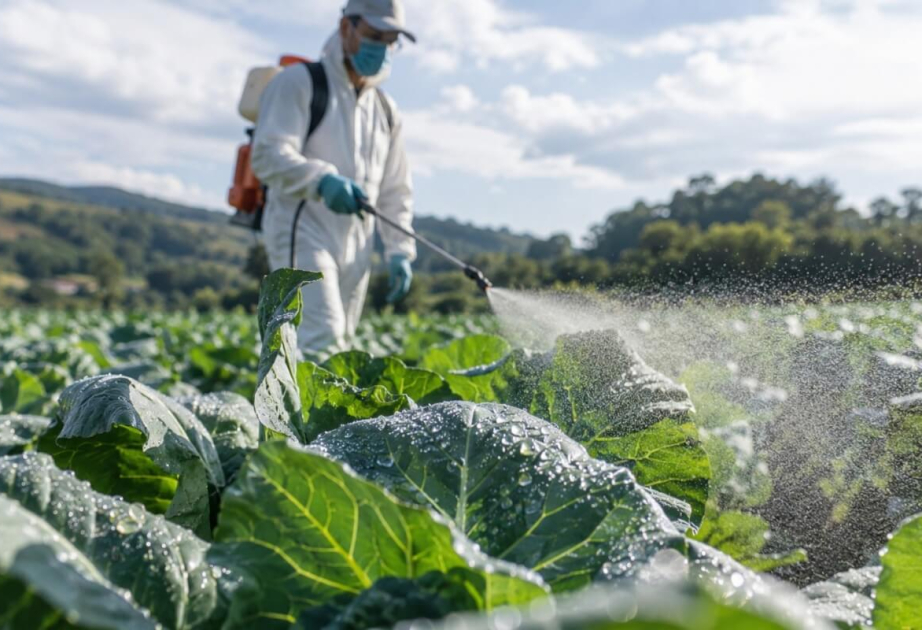 
Экологи обвинили EPA в сокрытии данных об обработанных пестицидами семенах