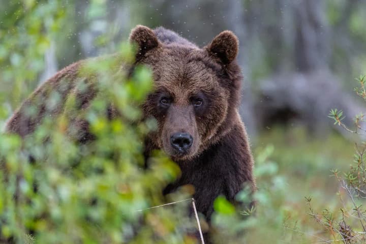 
В Болгарии мужчина погиб при нападении бурого медведя