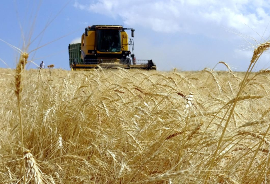 
В Турции прогнозируют рекордный урожай пшеницы