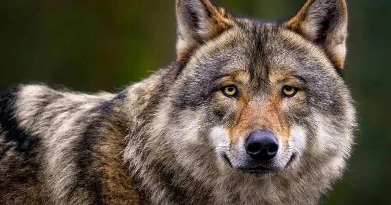 Стрелять или не стрелять?
