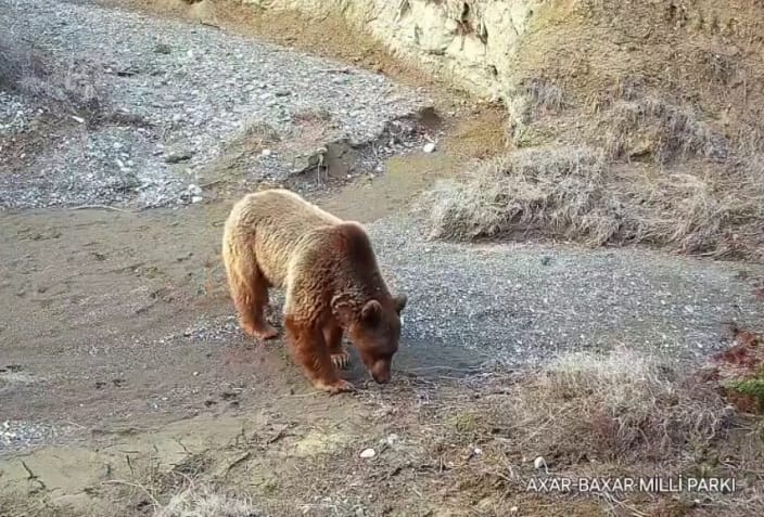 Грозный сосед попал в объектив камеры