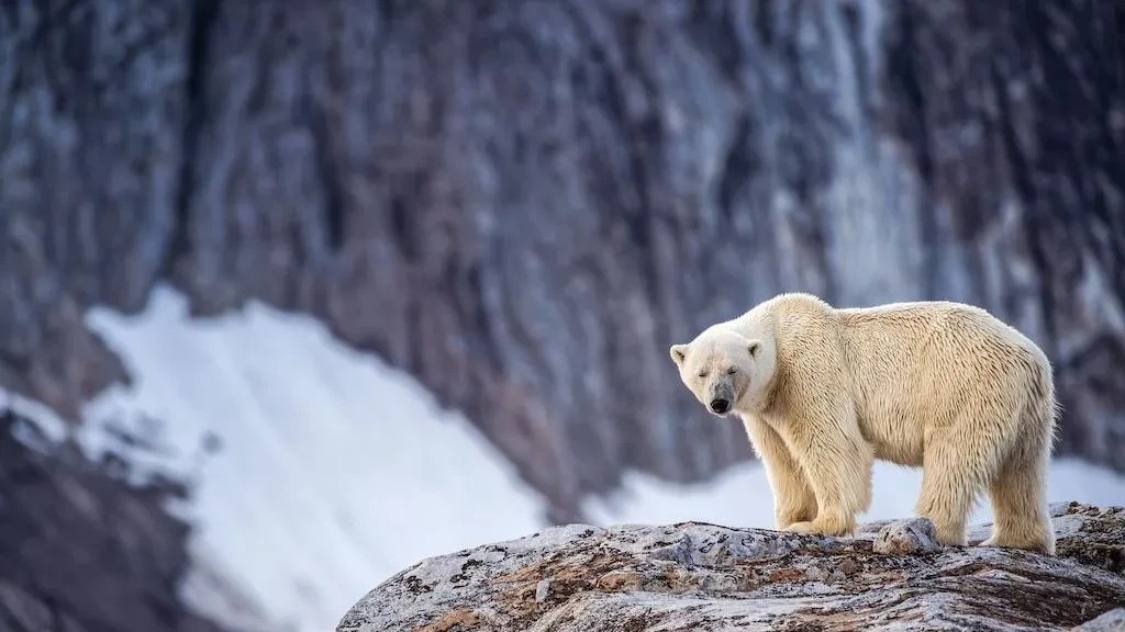 Не будите спящего медведя