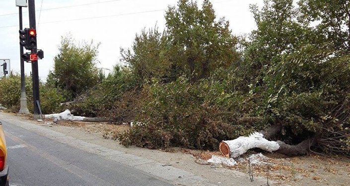 В Баку, Сумгайыте и Абшеронском районе уничтожили насаждения на 72 тыс. манатов