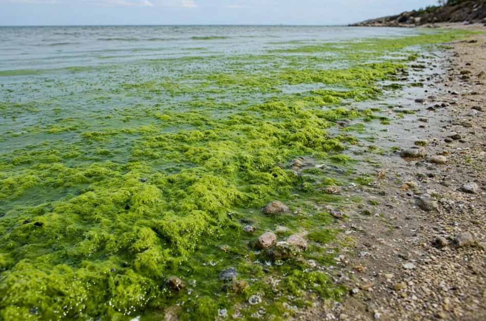 Побережье Балтики в ФРГ покрылось токсичными водорослями из-за жары