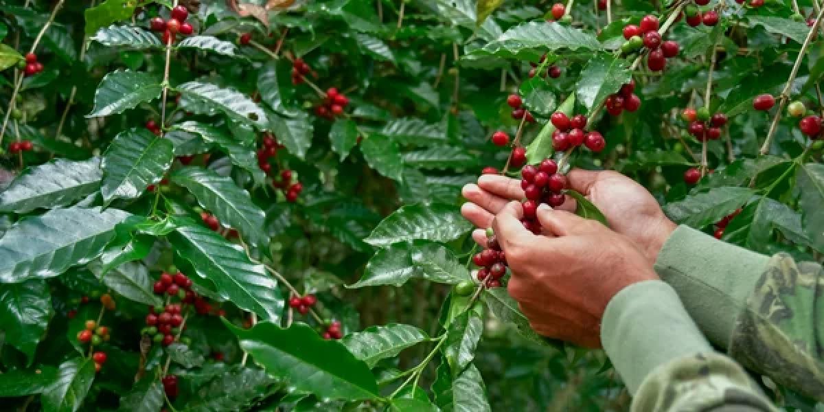 Бразильские ливни угрожают дефицитом качественного кофе