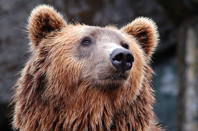 В США зафиксировано рекордное нашествие голодных медведей на города