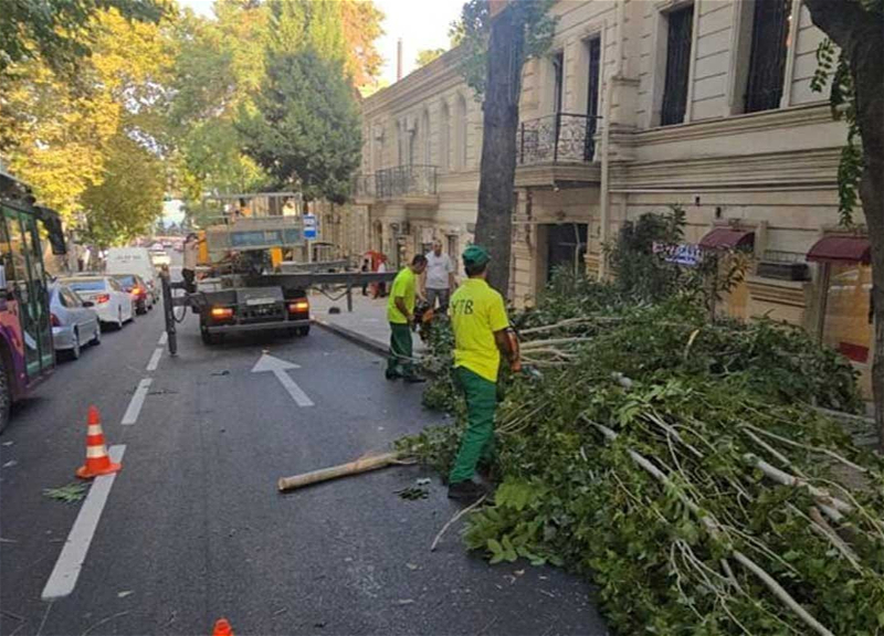 Сильный ветер повалил 15 деревьев в Баку
