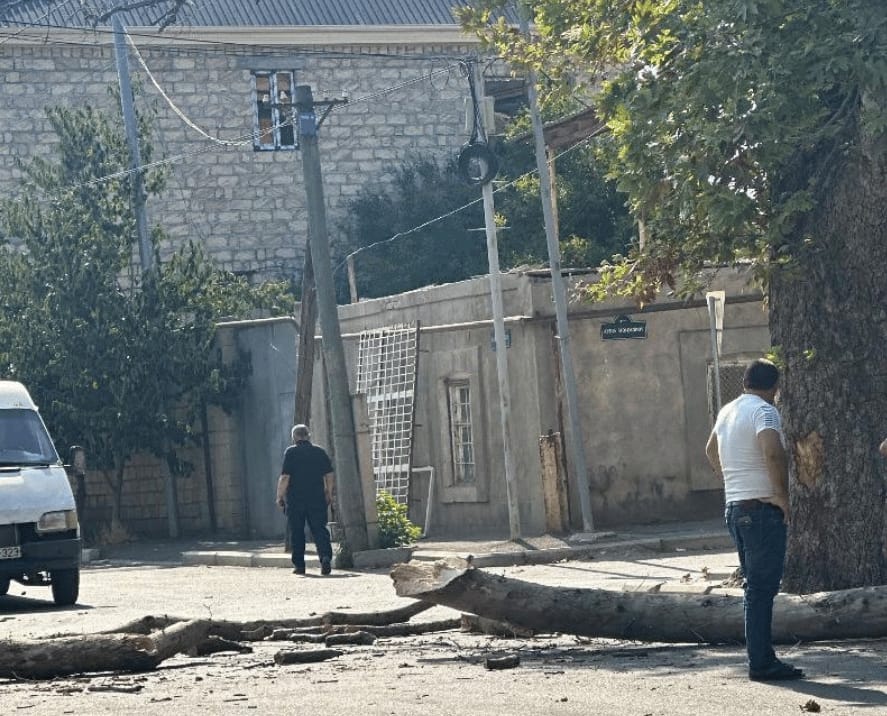 Когда дерево становится угрозой