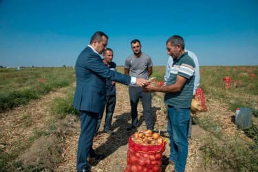 Шамкир собирает урожай